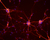 Neurons from a mouse spinal cord