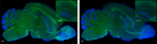 Versatile whole-organ-body staining and imaging based on electrolyte-gel properties of biological tissues