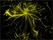 Astrocyte