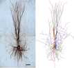 Biocytin-labeled layer 5 pyramidal neurons from multiple recordings and Neurolucida reconstruction