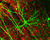 Green Fluorescent Protein expressing pyramidal cell in mouse cortex