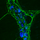 Ganglion in the myenteric plexus of a mouse