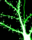 Mature cultured cortical pyramidal neurons