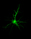 Neonatal rat pyramidal neuron